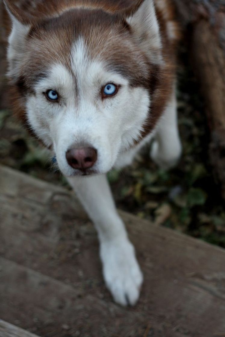 Fashion Husky Siberiano