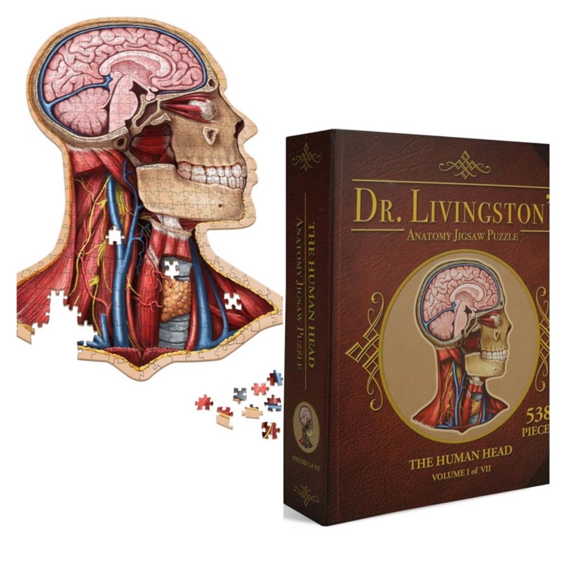 Social Anatomy Puzzle