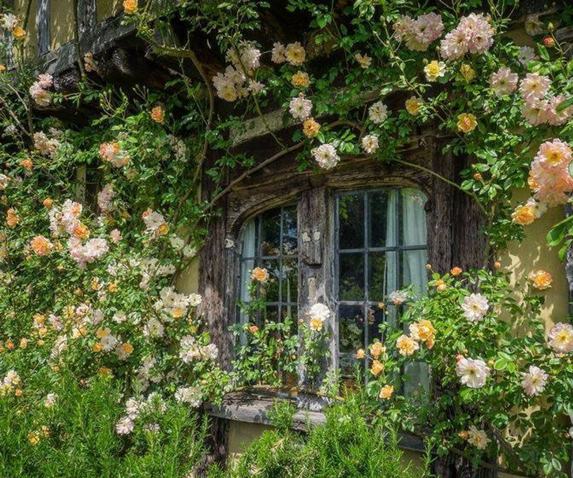 Fashion cottage garden 🍃