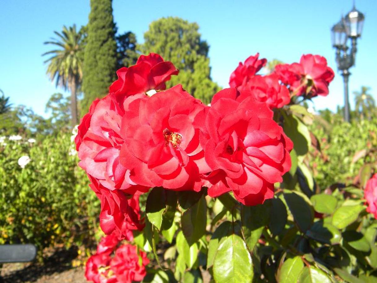 Lugar El Rosedal de Palermo