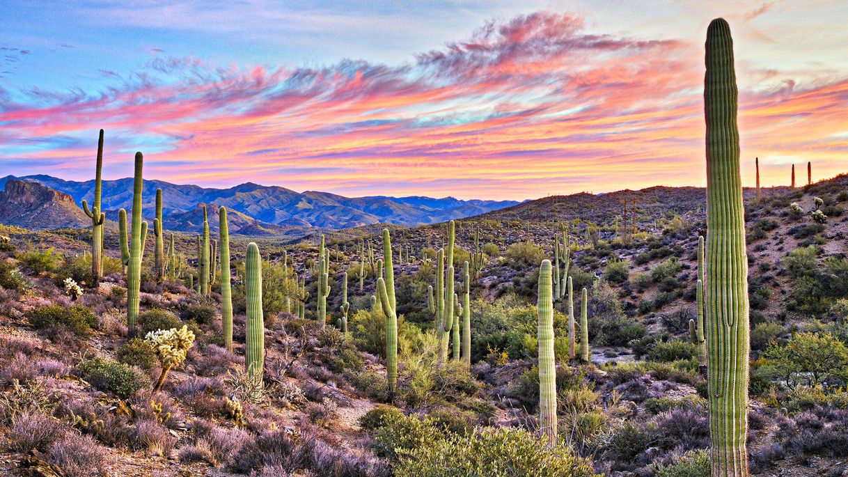 Lugar Desierto de Sonora