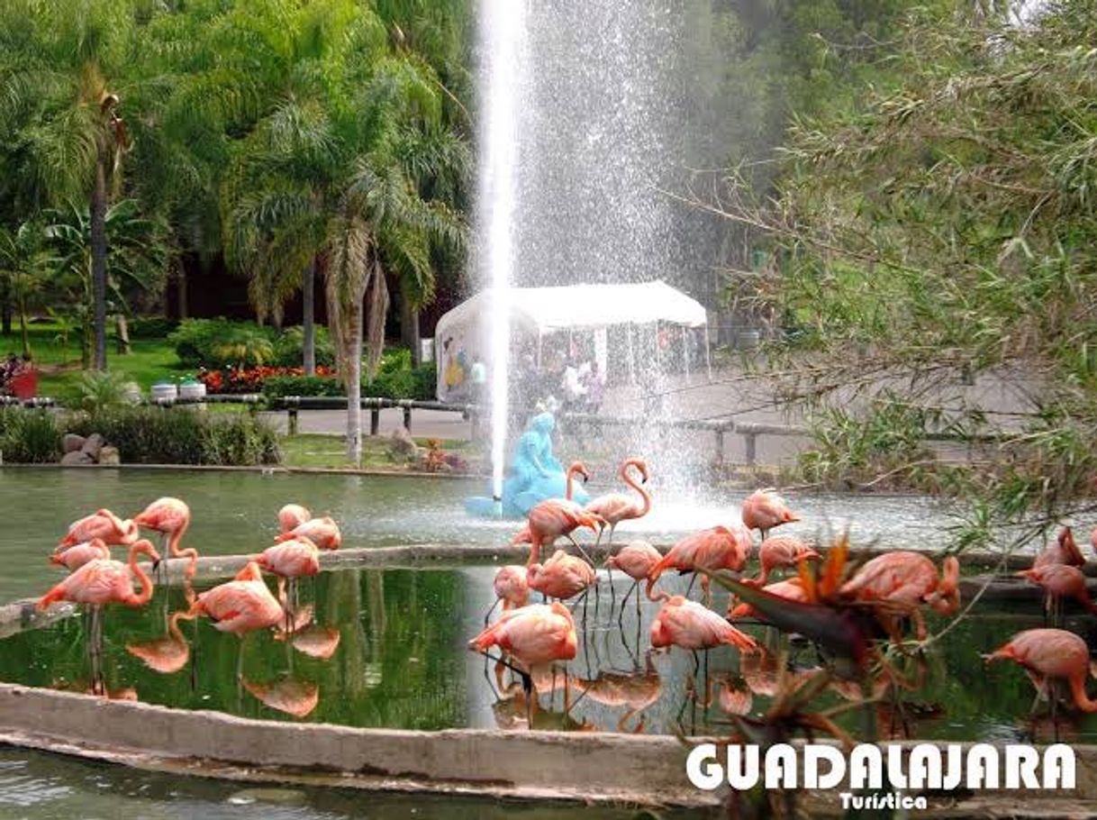 Lugar Zoológico Guadalajara