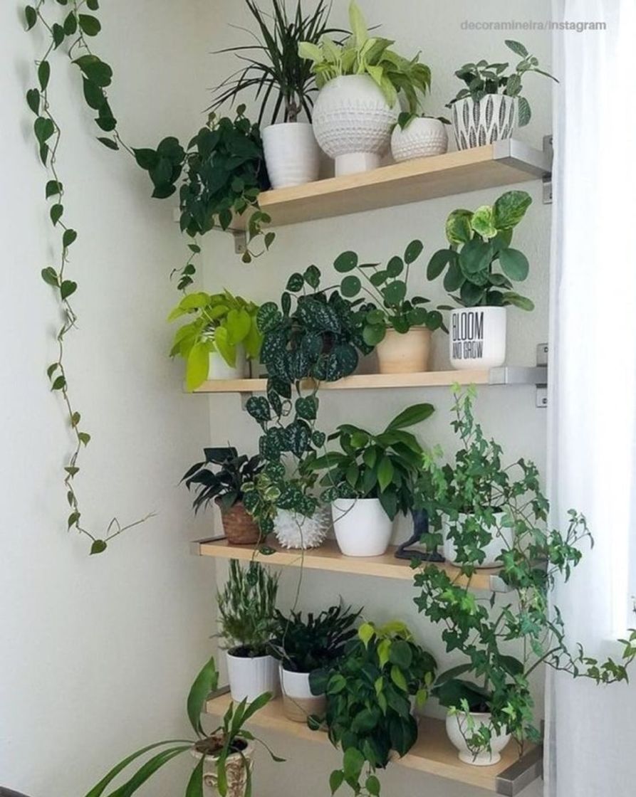 Fashion Ideas para tener plantas con estilo en tu casa