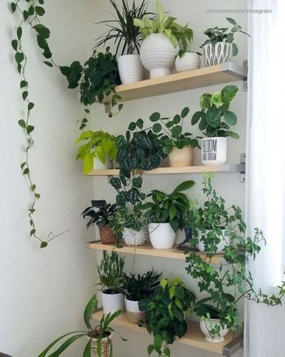 Ideas para tener plantas con estilo en tu casa