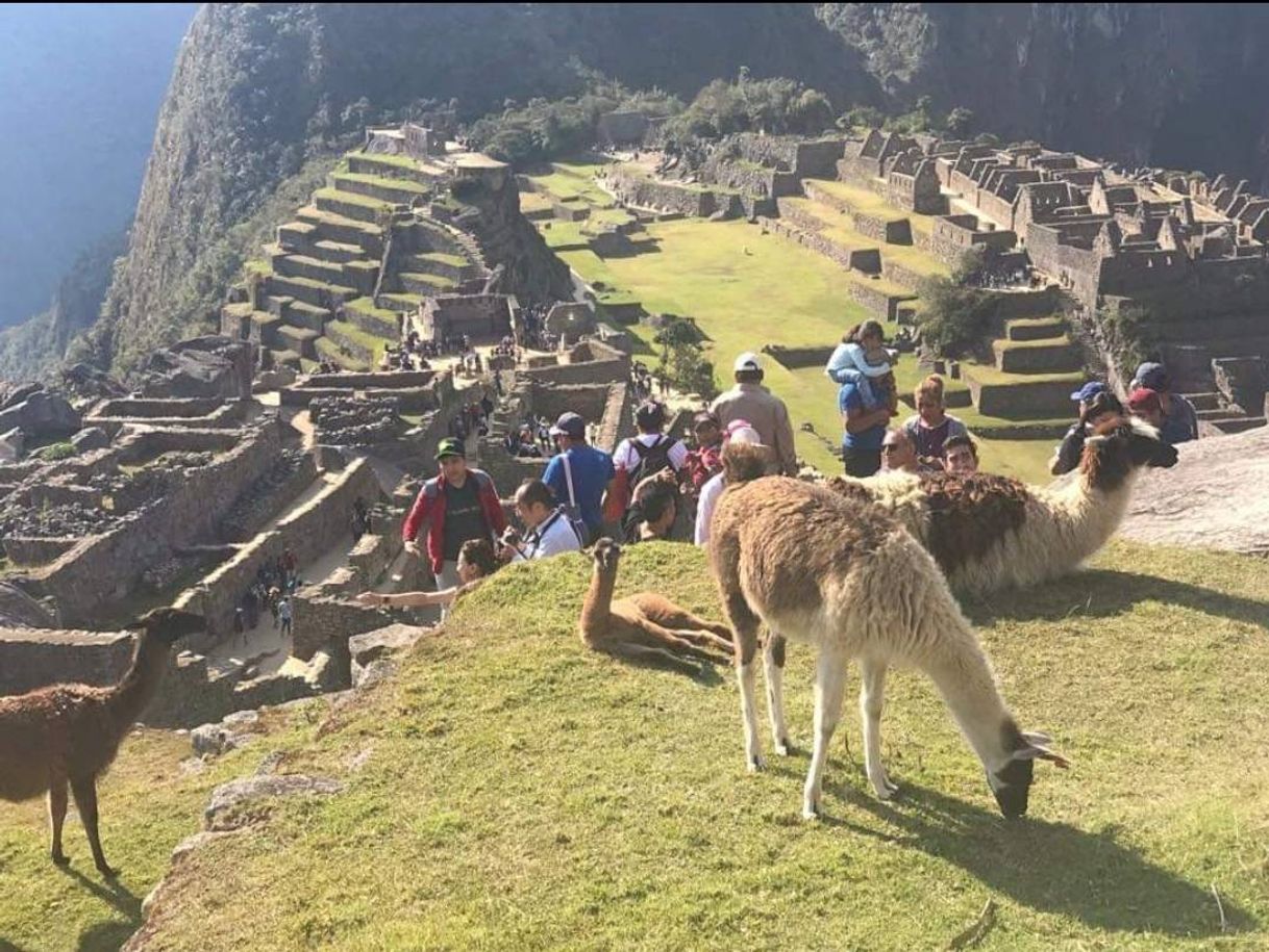 Social Cusco Perú Cuzco - Viaje en tren al corazón de Machu Picchu.