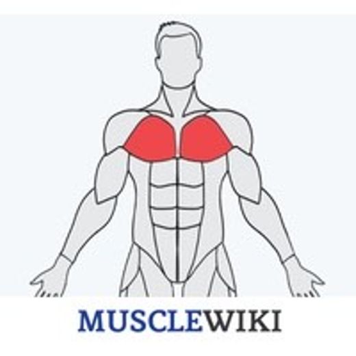 Muscle wiki 