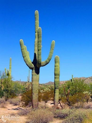 Desierto de Altar