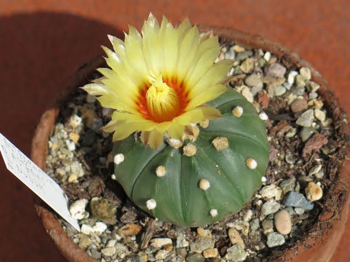 Moda Astrophytum Asterias 🌵