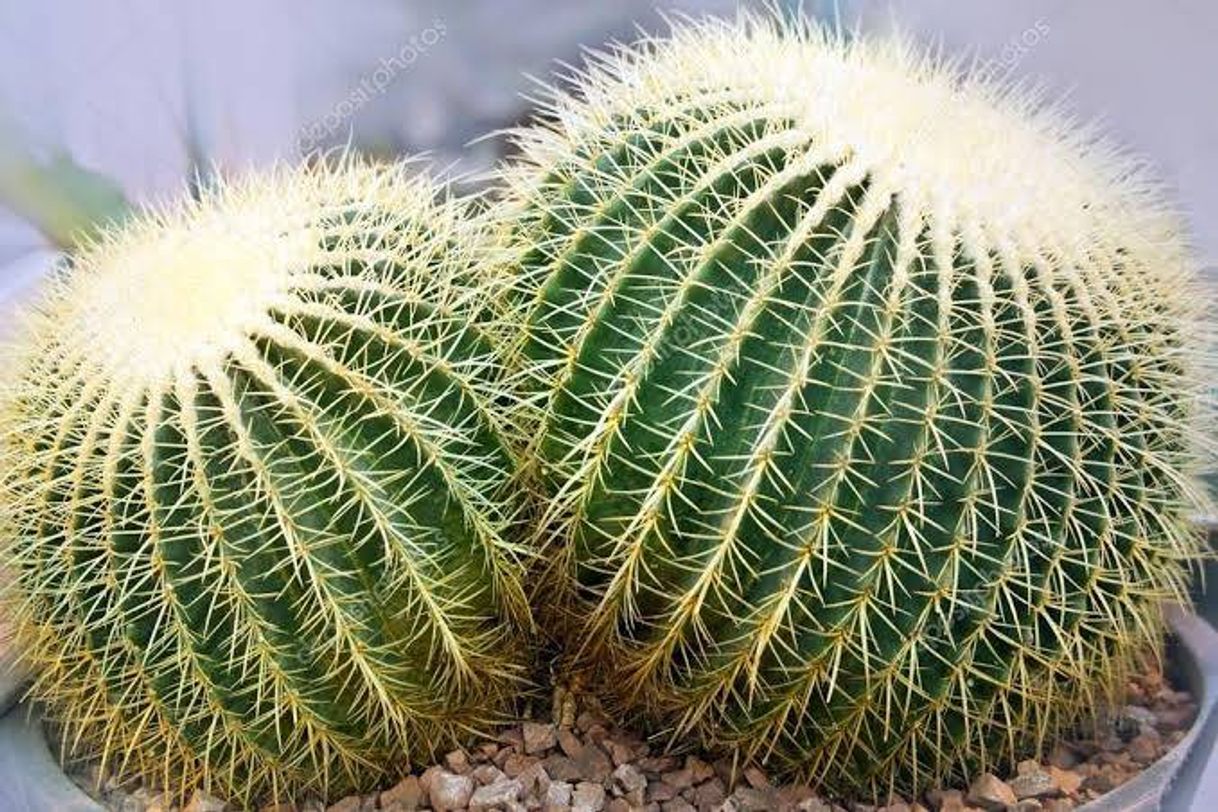 Moda Echinocactus Grusonii