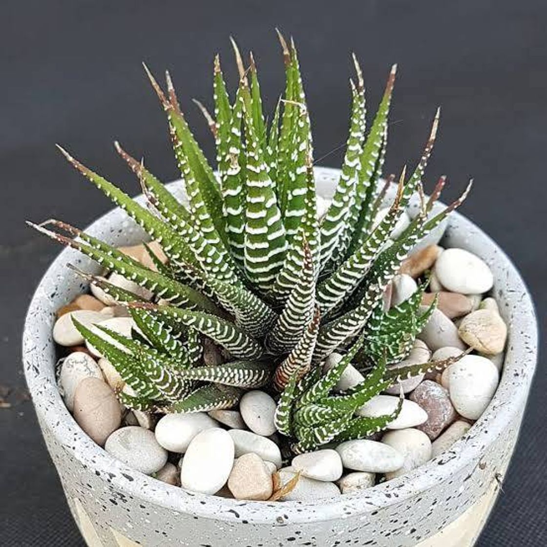 Moda Haworthia Zebra 