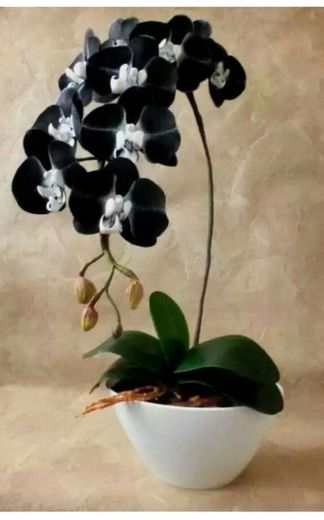 orquídeas 