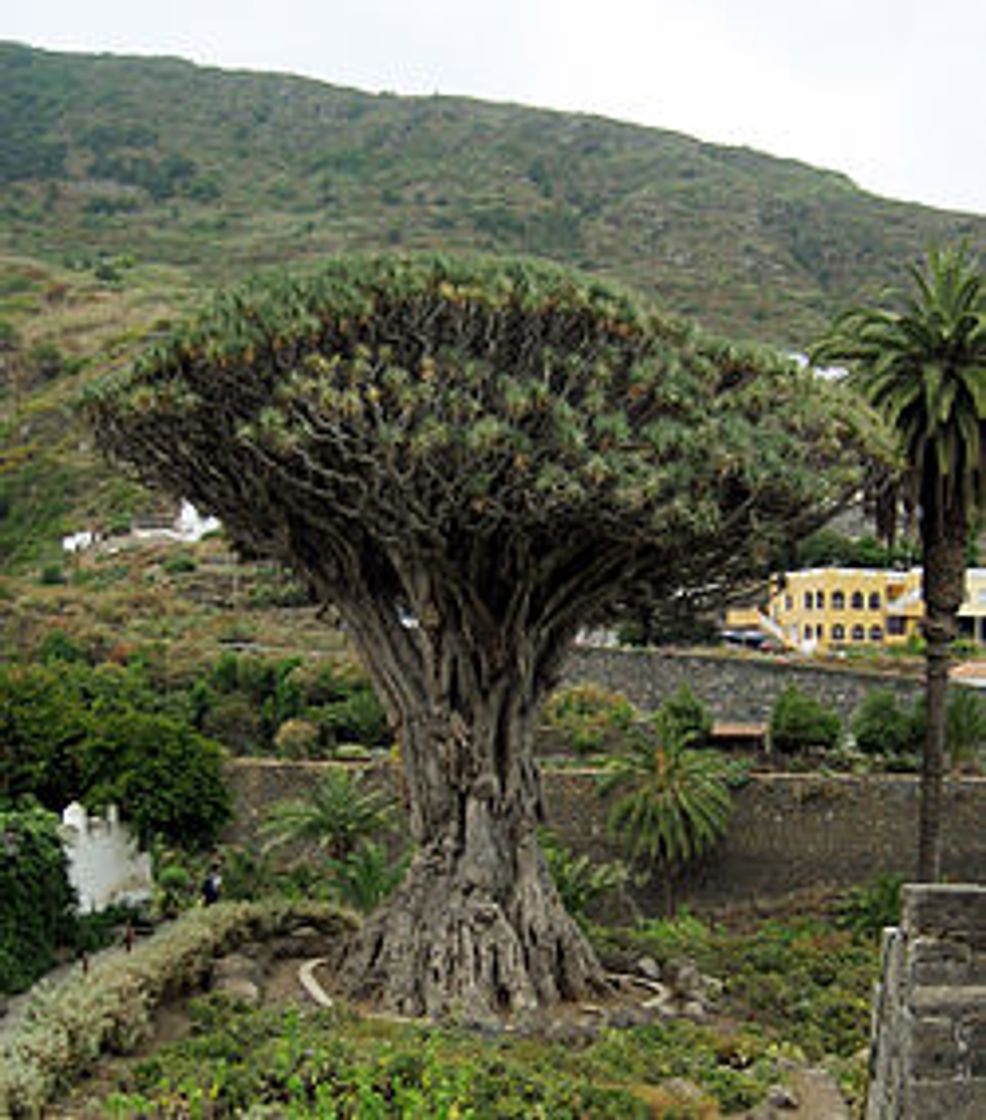 Restaurantes El Drago