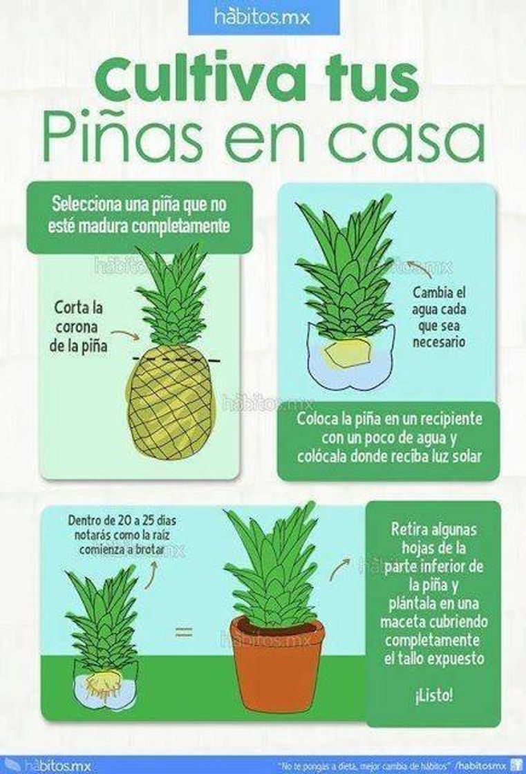 Fashion Como cultivar piña 🍍