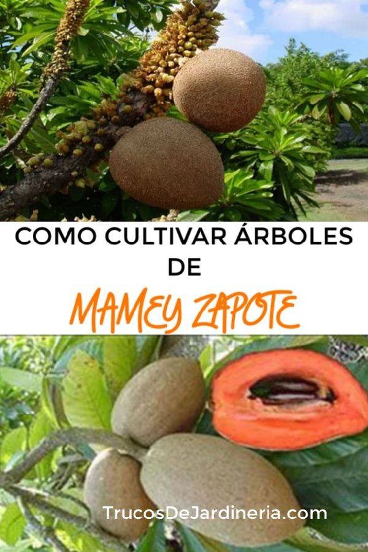 Fashion Cómo cultivar mamey✅