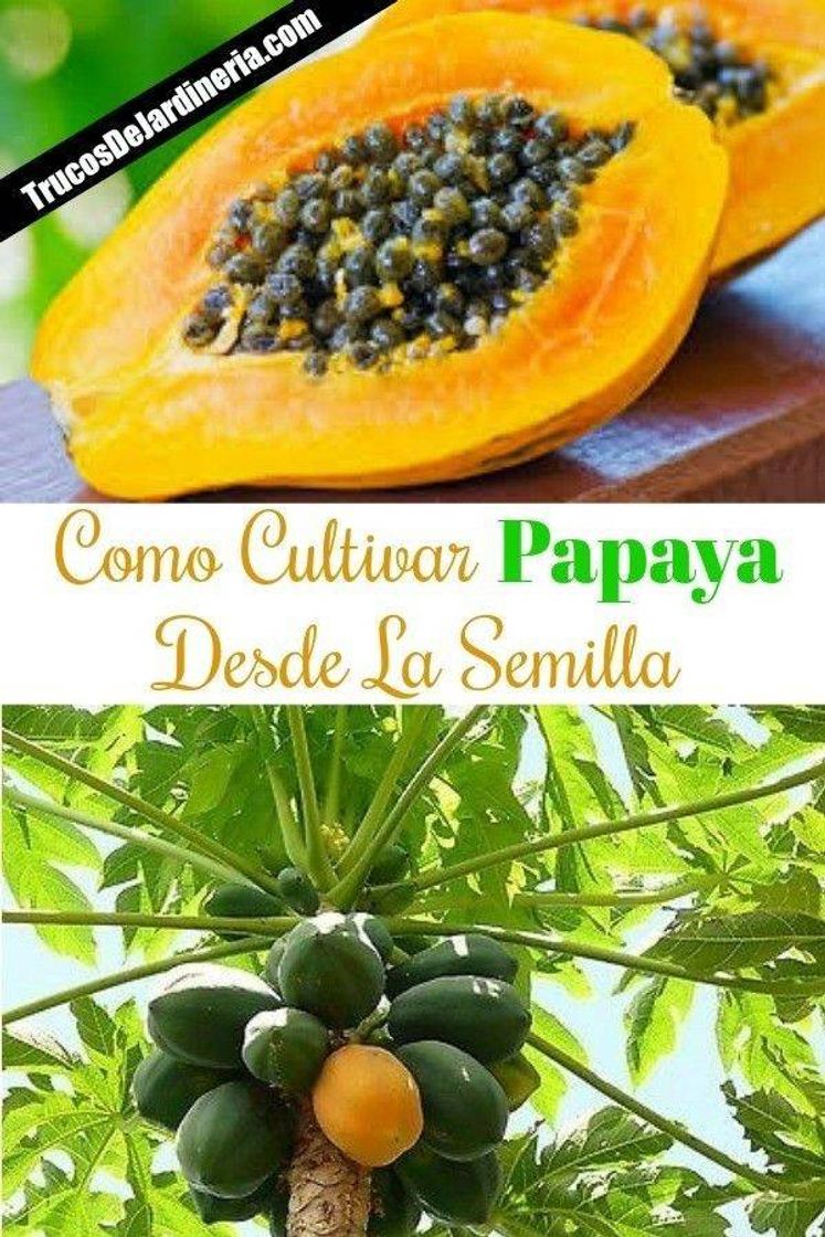 Fashion Cómo cultivar papaya 🍠