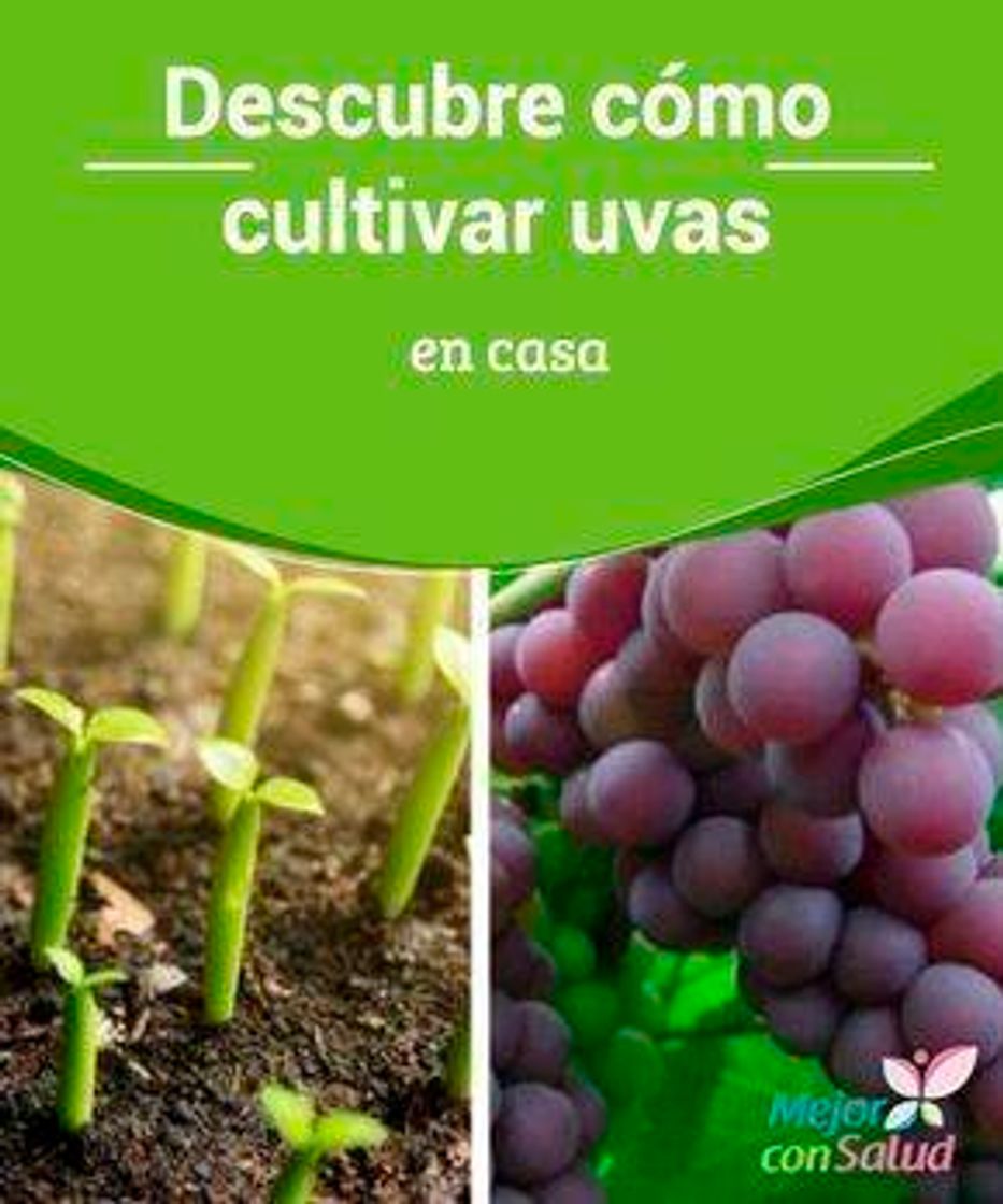 Fashion Como cultivar uvas 🍇