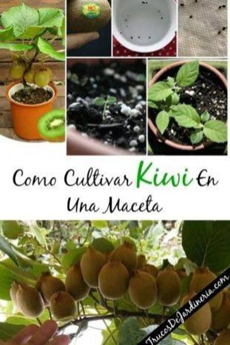 Fashion Como cultivar kiwi 🥝