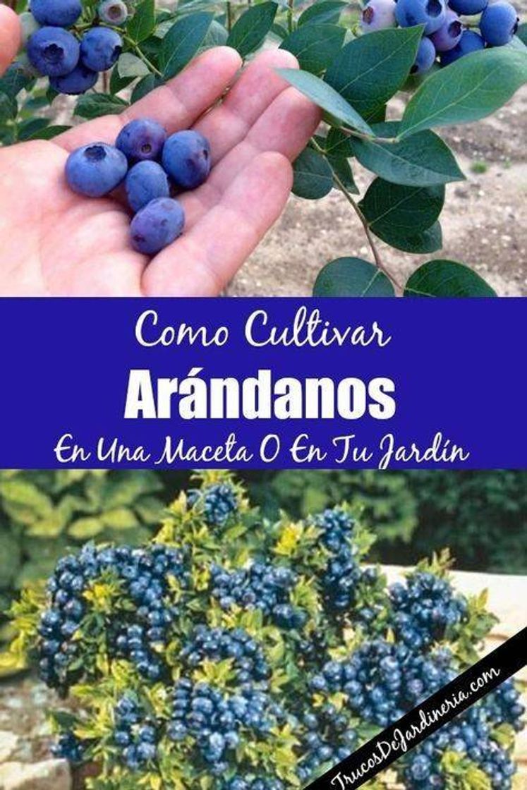 Fashion Cultiva arándanos 🌱