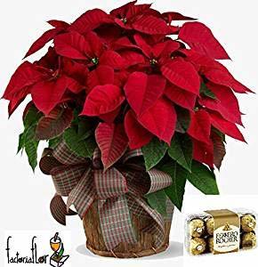 Producto Poinsettia natural, planta tradicional navidad