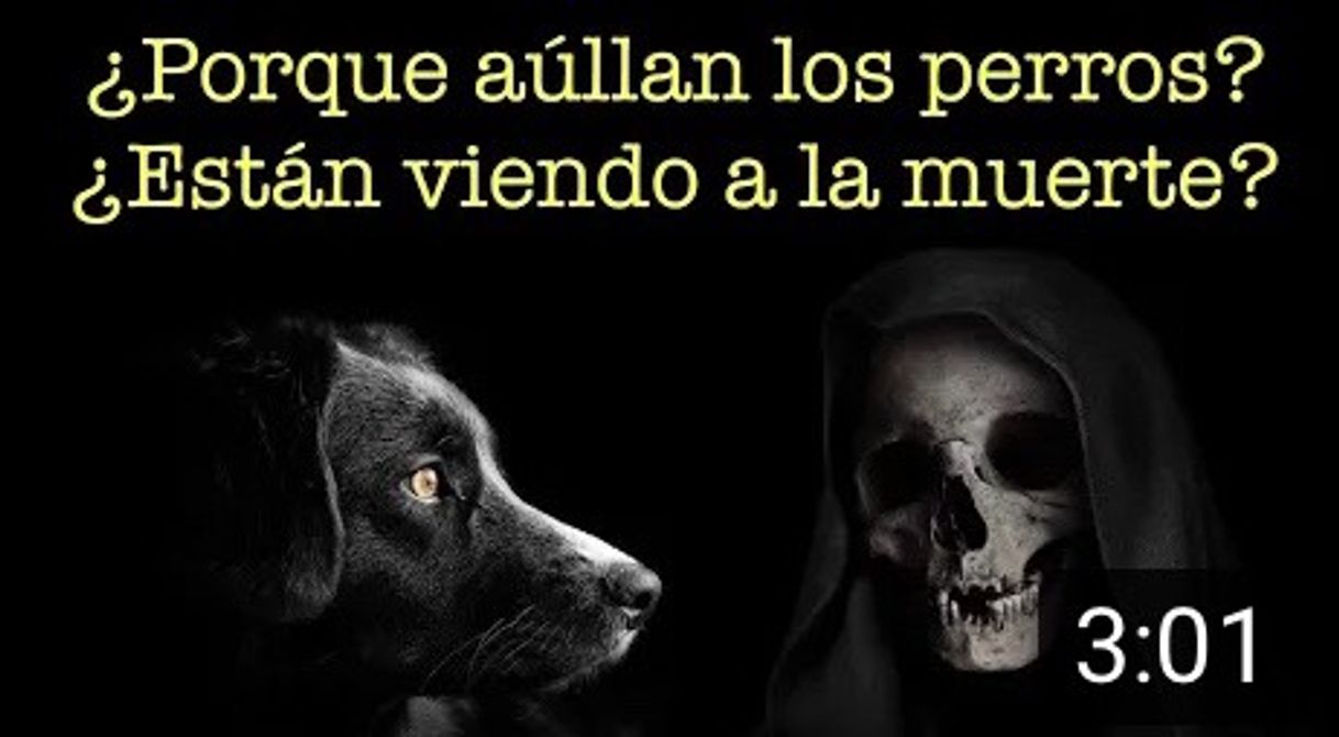 Moda Por que aúllan los perros? Están viendo la muerte?