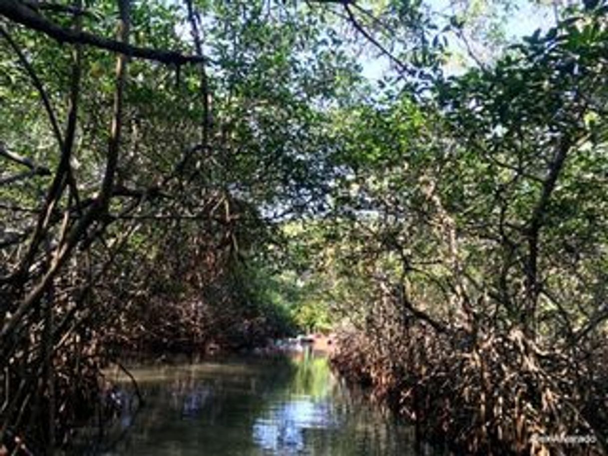 Lugar Laguna de Mandinga