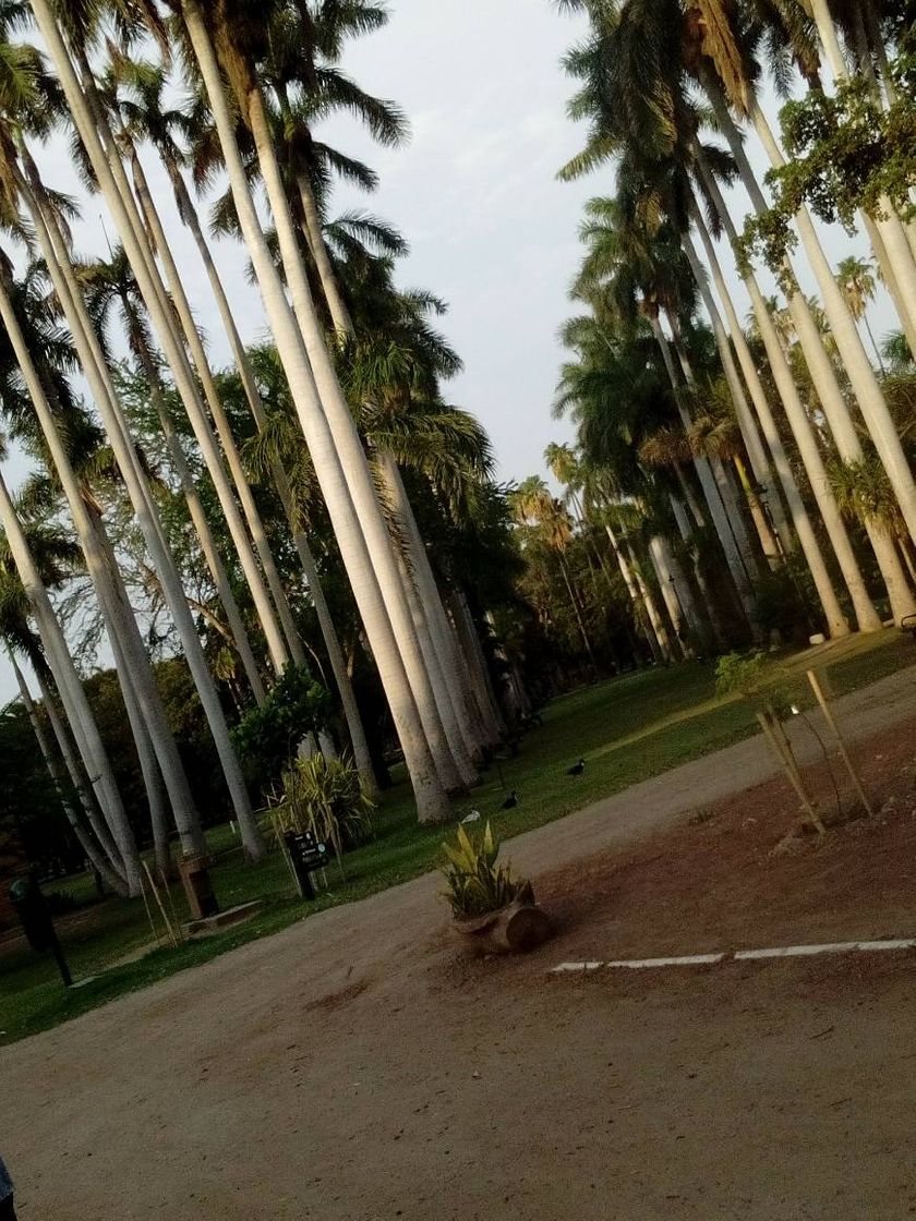 Place Parque Sinaloa