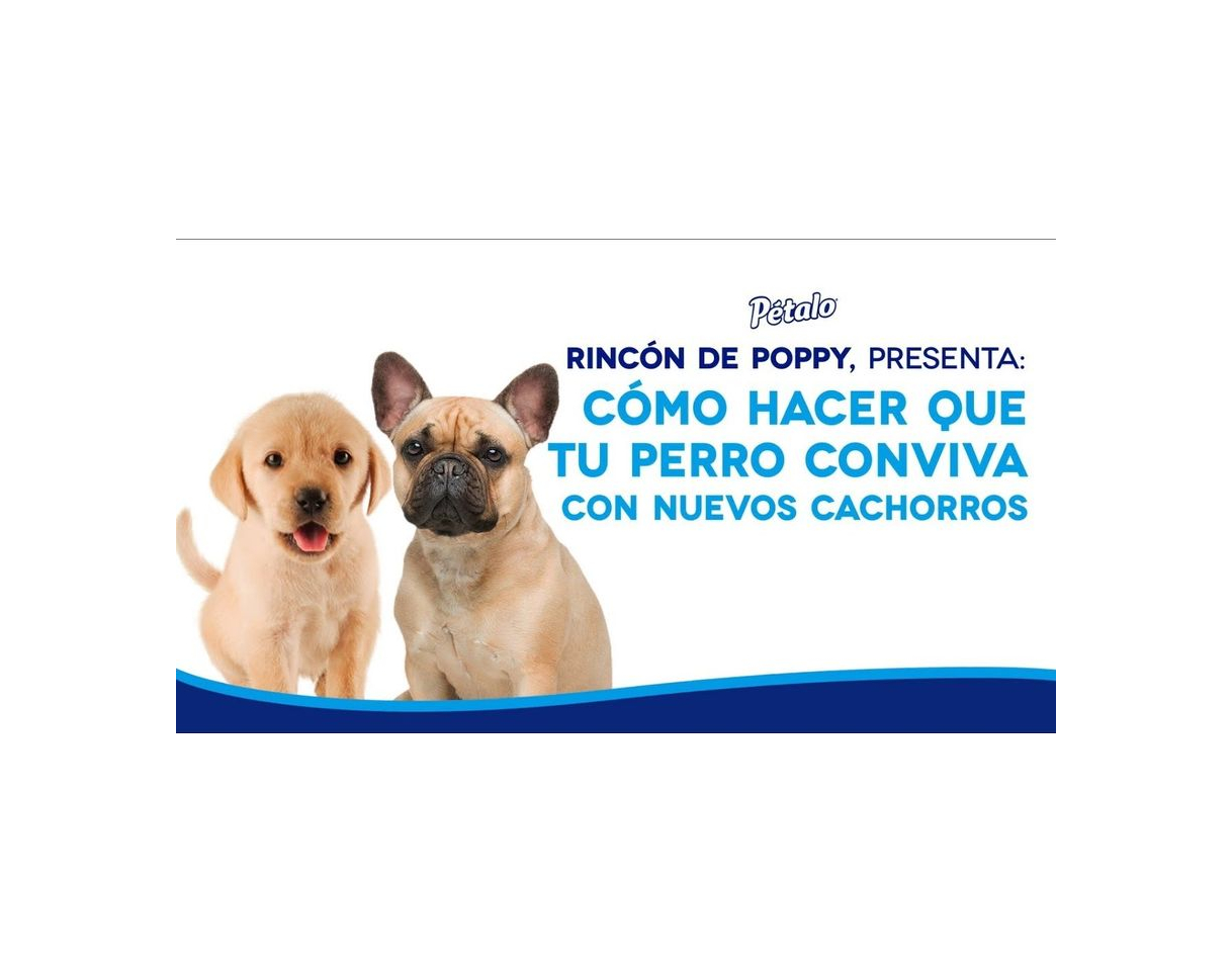 Libro Cómo domar y entrenar a un perro pequeño, Entrenamiento de cachorros, todo