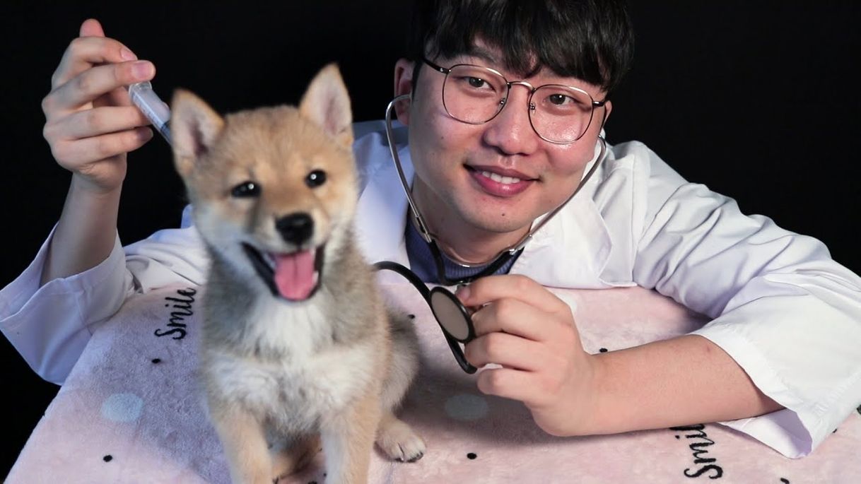 Moda ASMR Reyong hospital de animales shiba inu, 🐶🐶🐕🐕