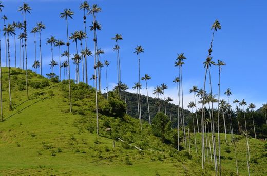 Valle Del Cocora