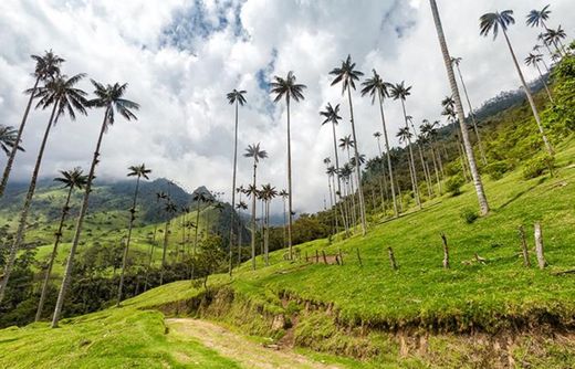 Valle Del Cocora