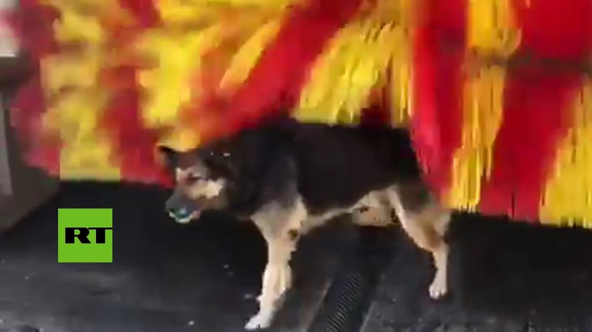 Social Perro bañandose en un autolavado 