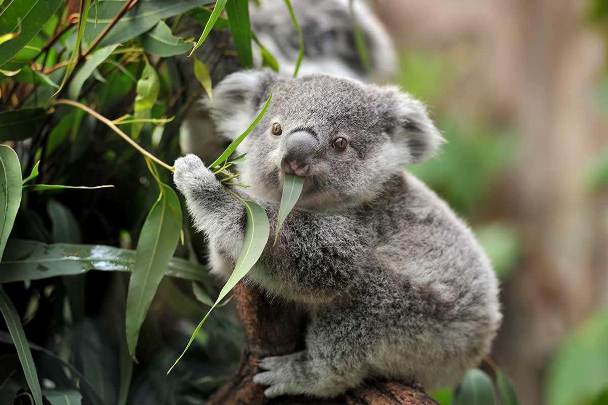Social Koalas