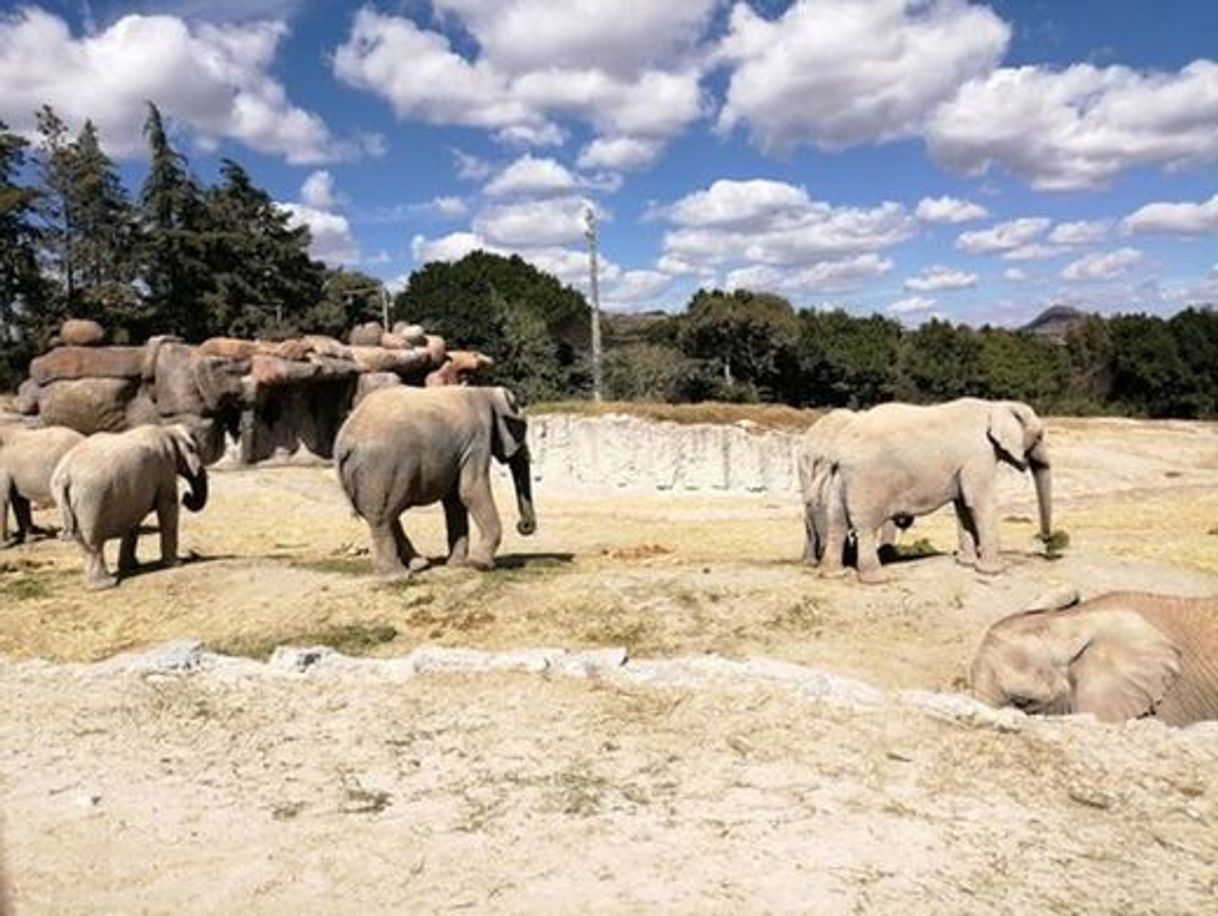 Lugar Africam Safari