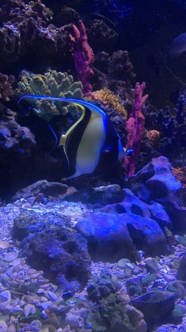 Lugar New England Aquarium