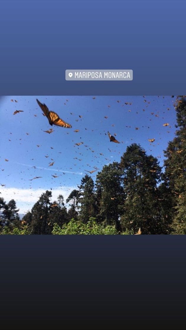 Lugar Reserva de la Biósfera Santuario Mariposa Monarca