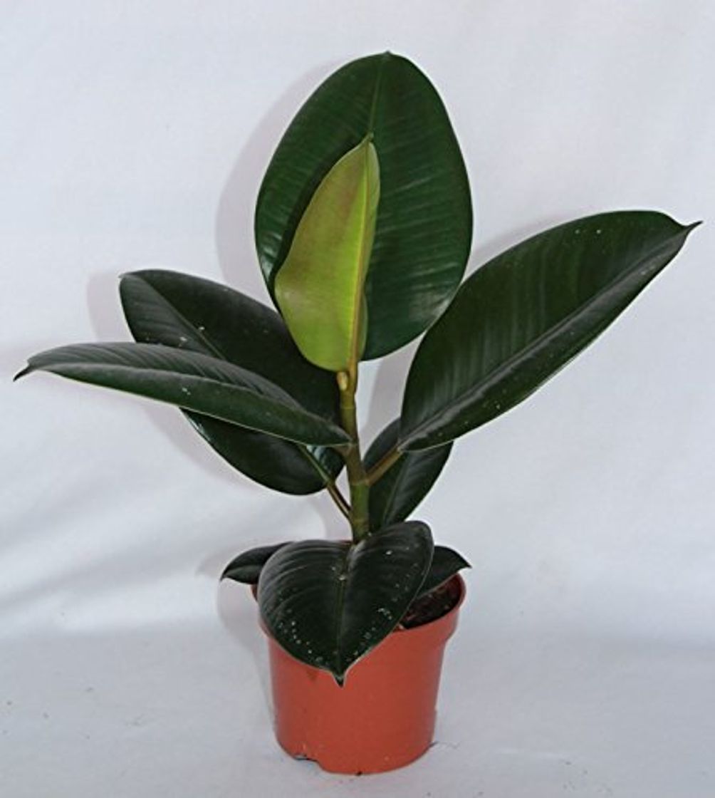 Producto Ficus Robusta