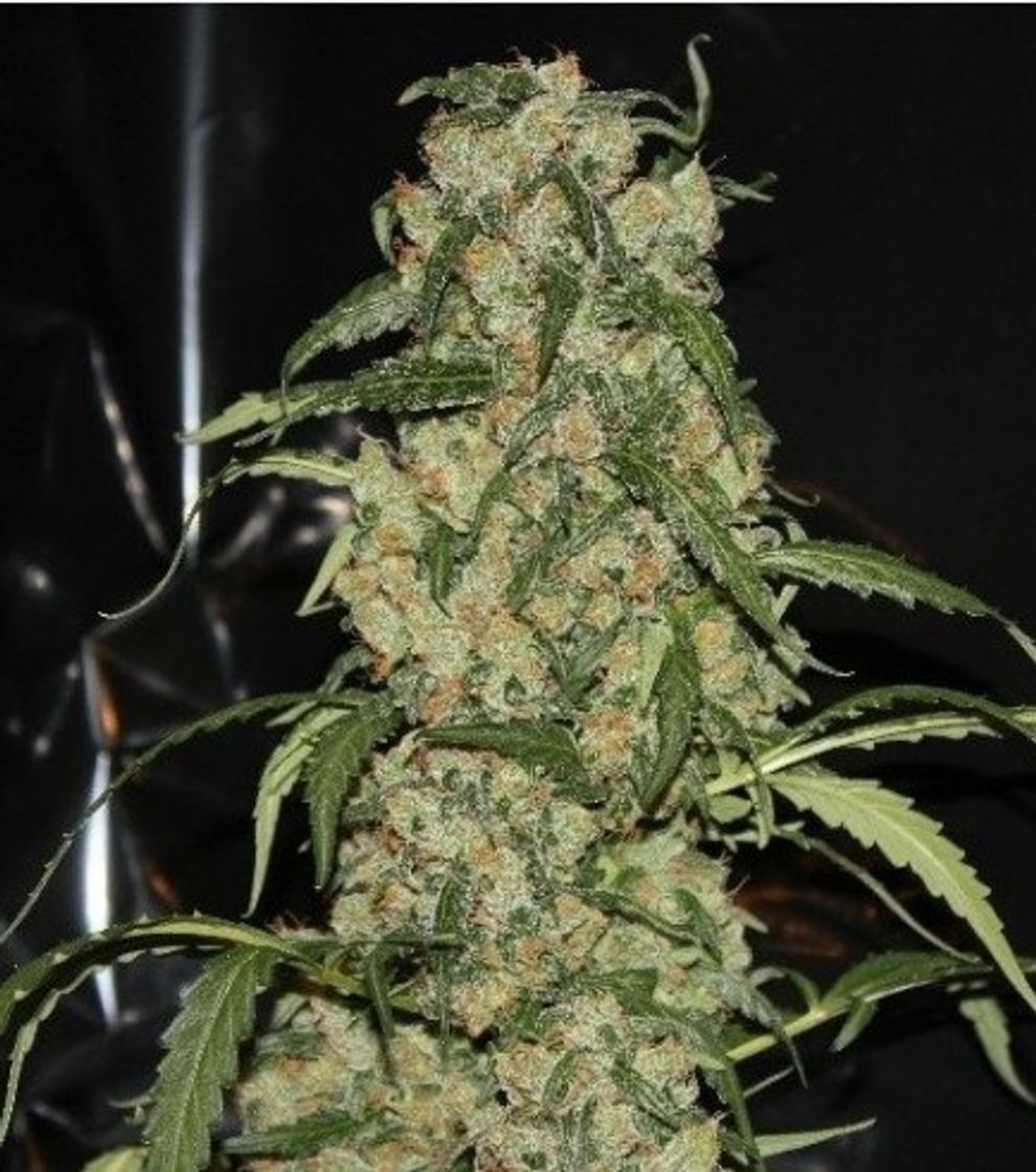 Moda Blue Grape Dream - Información De Variedad - Cannaconnection.com