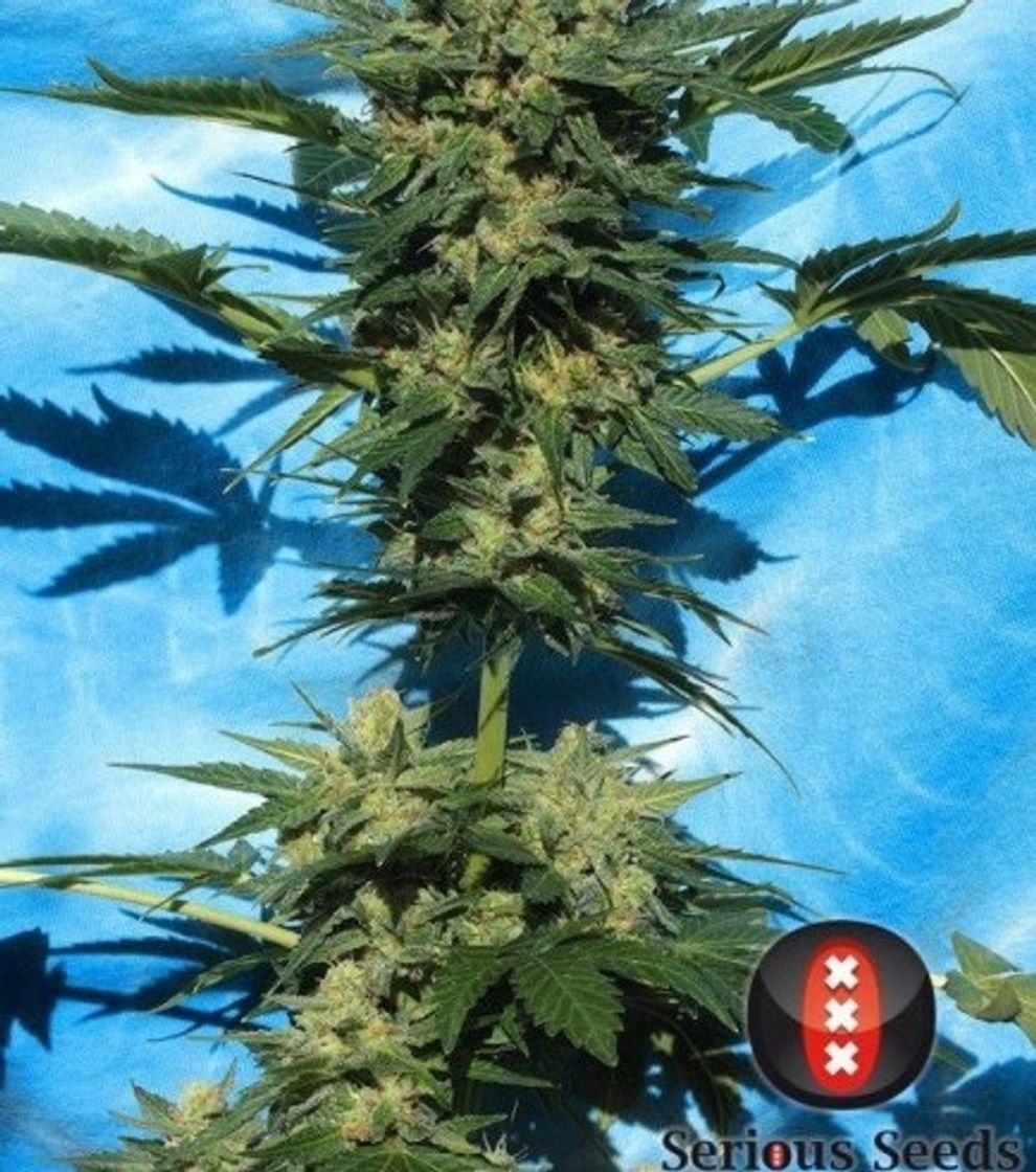 Moda White Russian - Información De Variedad ...