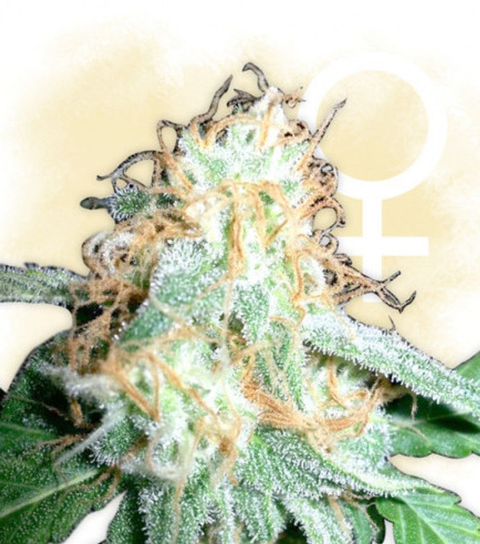 Moda White Widow - Información De Variedad - Cannaconnection.com