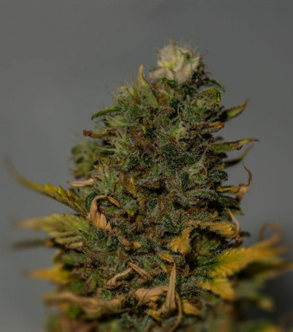 Moda G13 - Información De Variedad - Cannaconnection.com