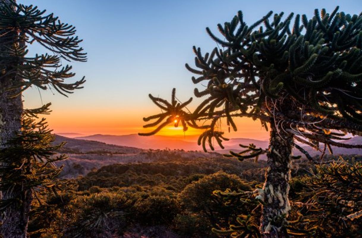 Lugar Cordillera de Nahuelbuta