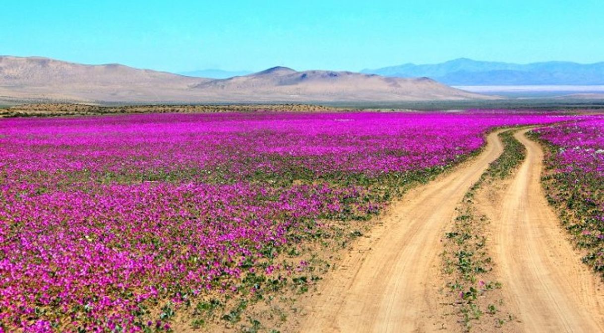 Lugar Desierto Florido