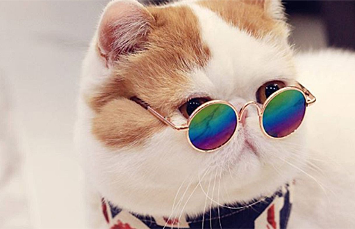 Social Gatinhos fofos