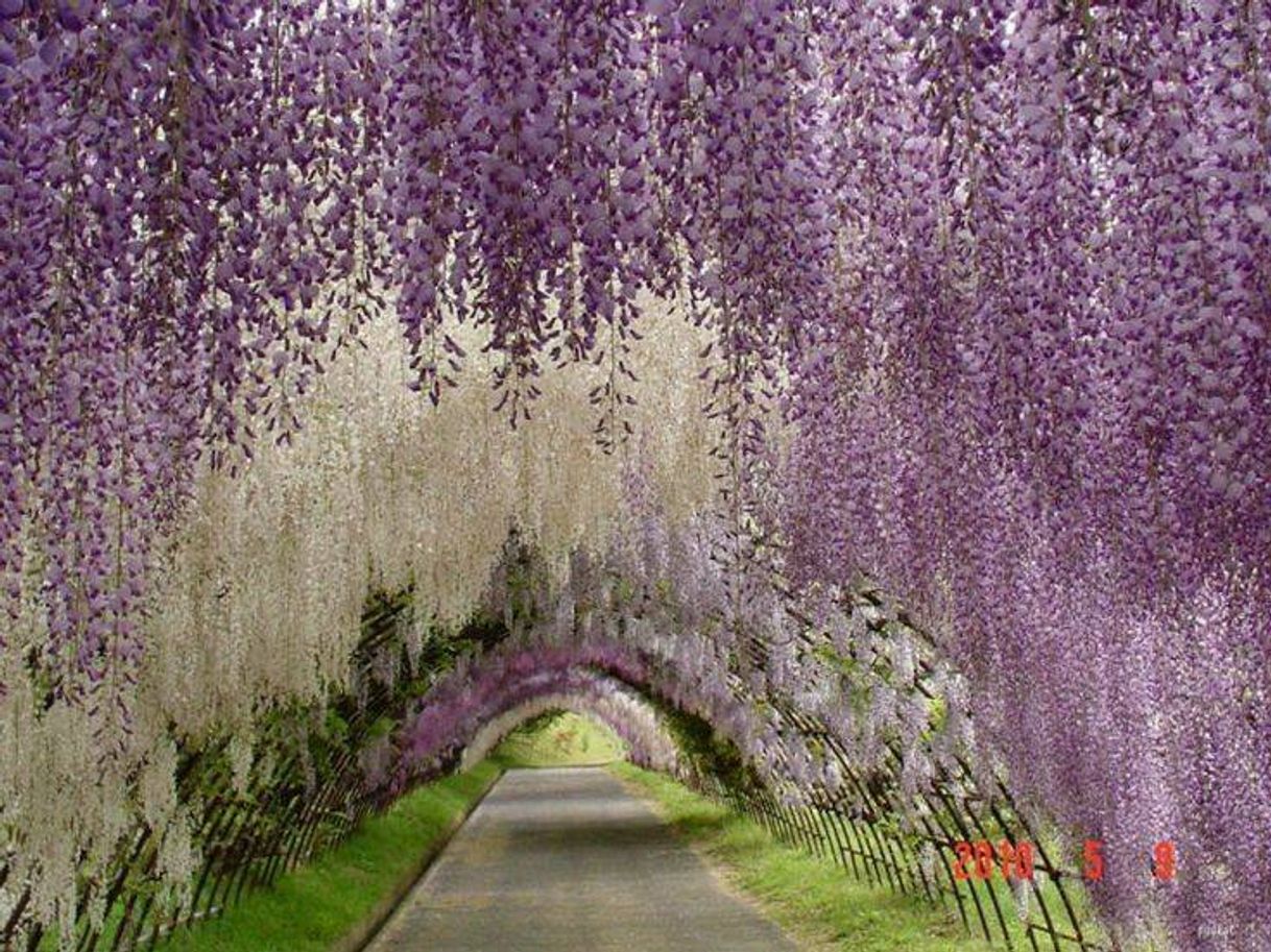 Moda Túnel Wisteria- Japão