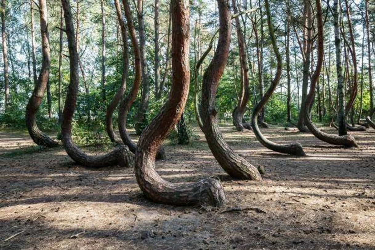 Moda The Crooked Forest