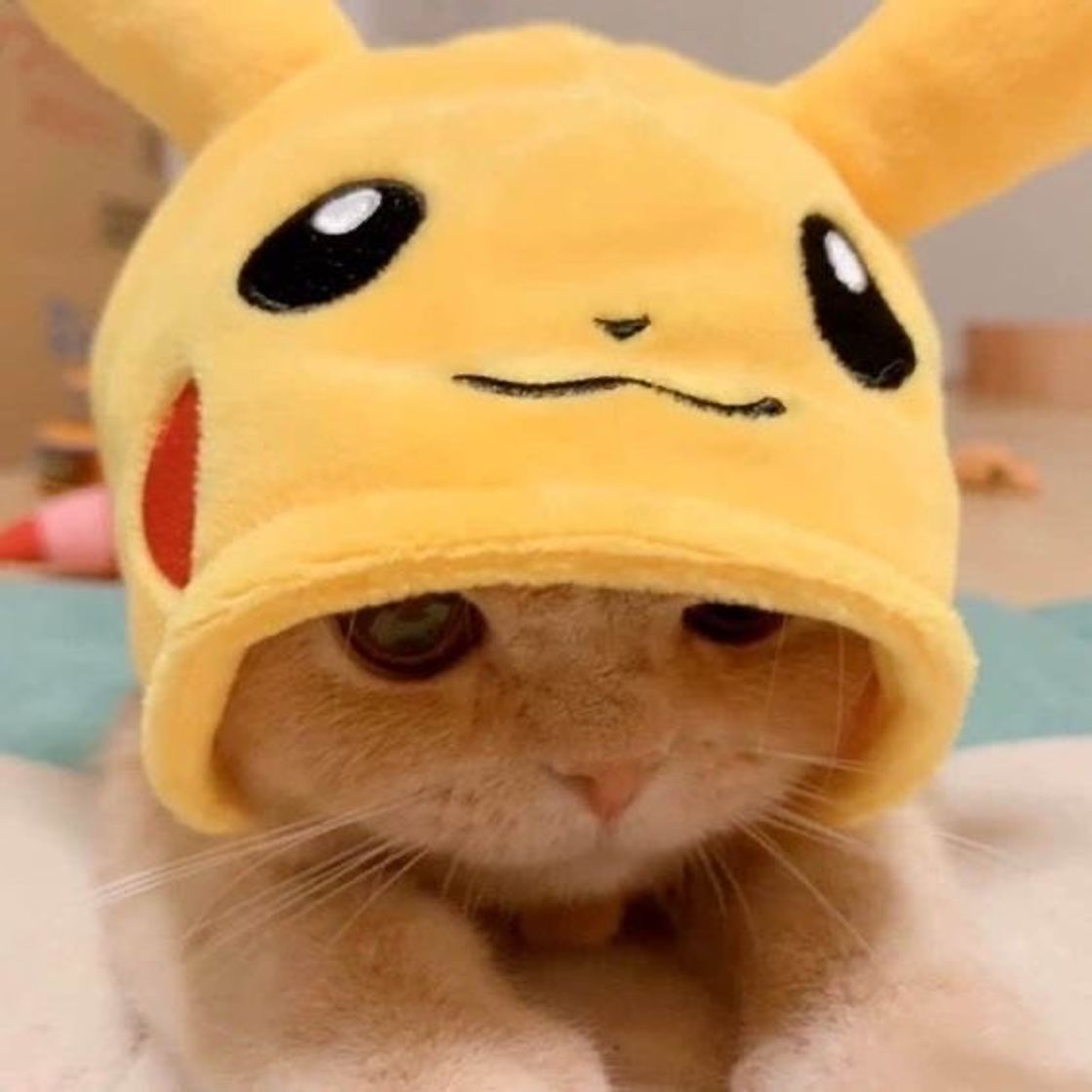 Fashion Gatinho pikachu