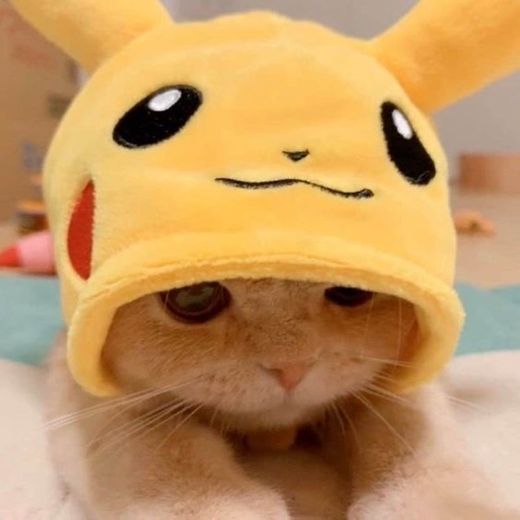 Gatinho pikachu