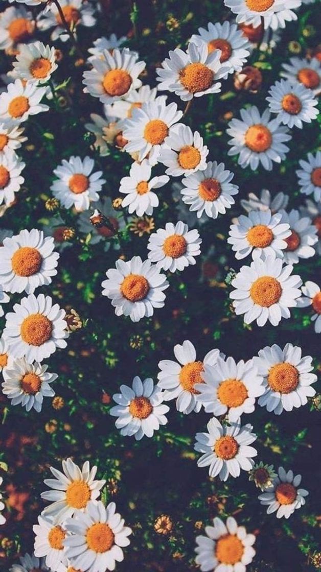 Social Wallpaper 