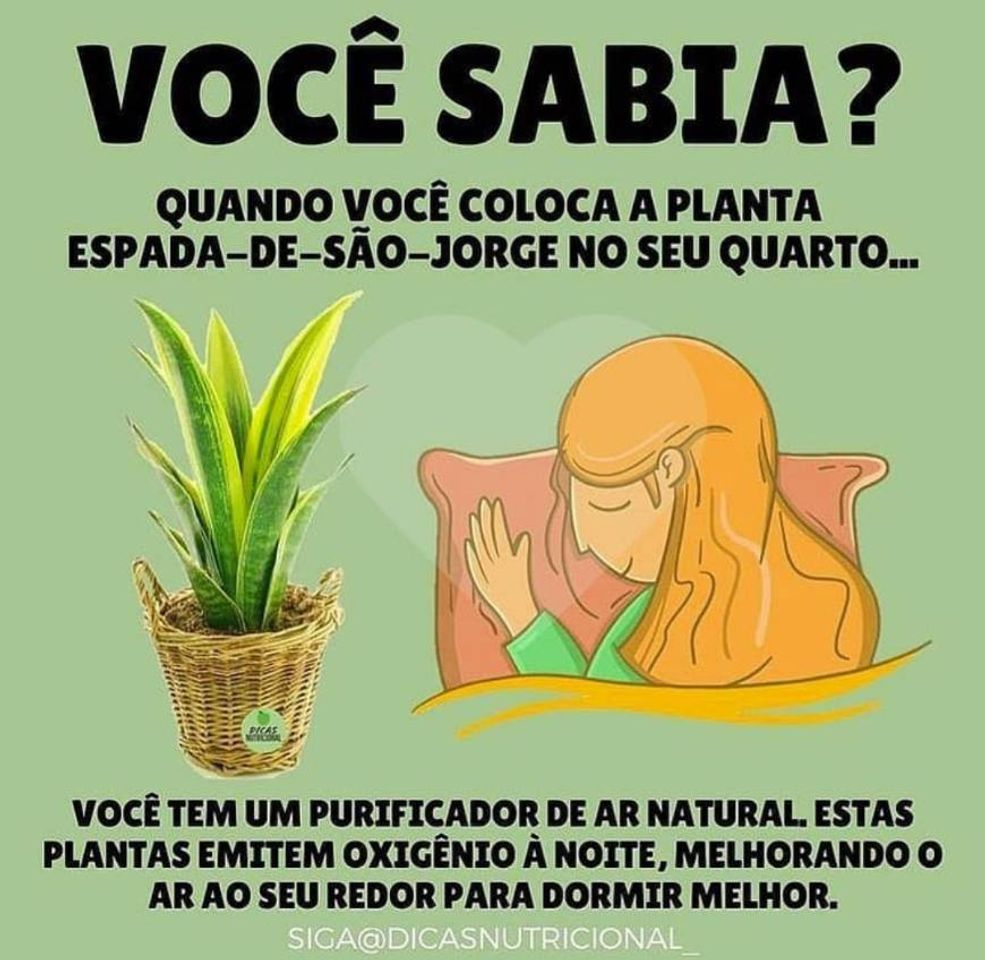 Moda Além de um purificador natural é uma ótima opção de decoraçã