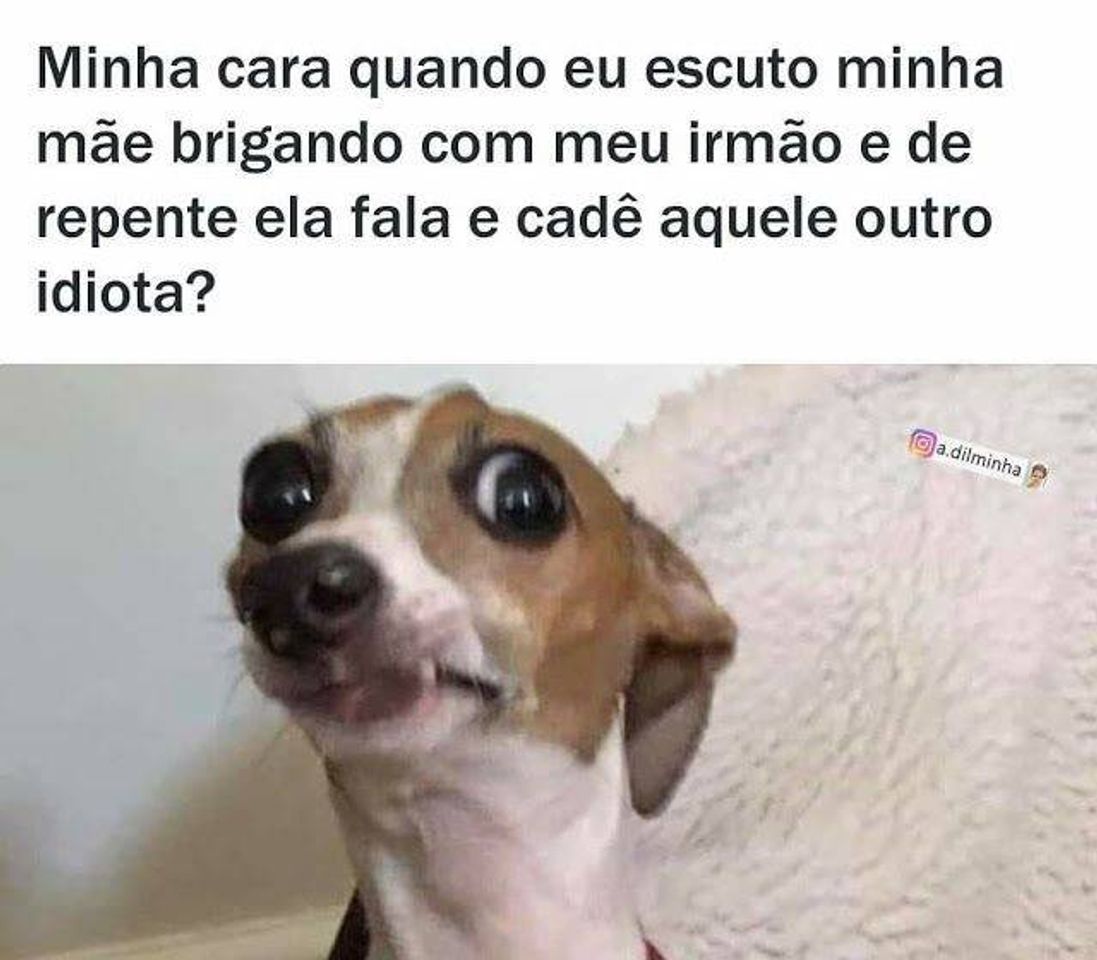 ᴍᴇᴍᴇs 🤪